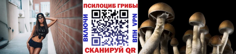 наркота  Вологда  Галлюциногенные грибы Psilocybe 